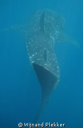 In the slipstream of a Whaleshark by Wijnand Plekker 